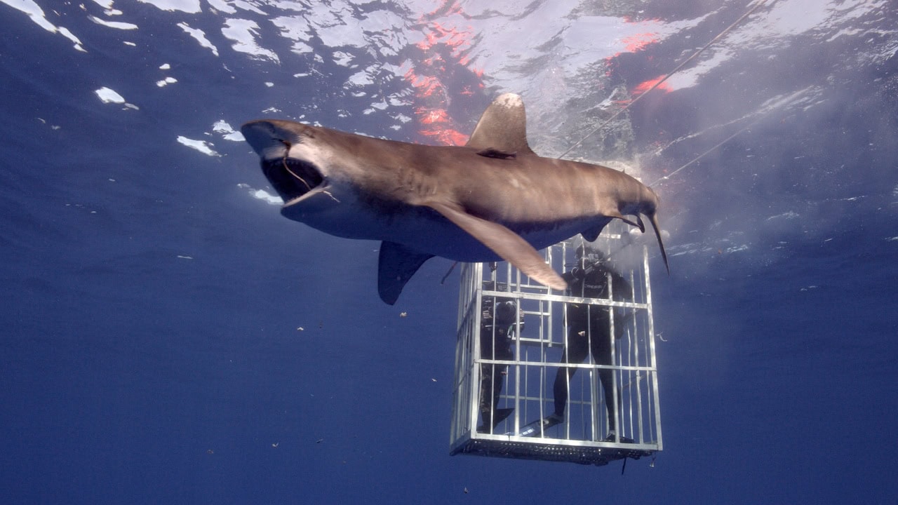 Shark Week 2024 Brings Over 21 Hours of New Shark Programs Hosted by