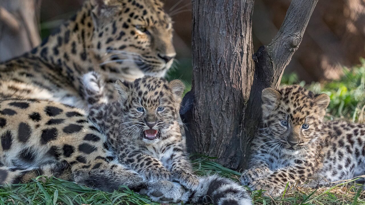 Colorado Zoo Welcomes Endangered Amur Leopard Cubs Amidst Conservation ...