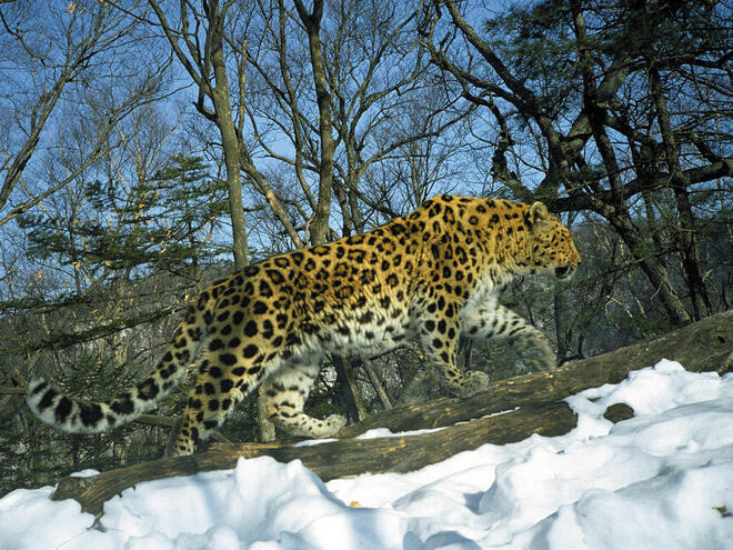 Colorado Zoo Welcomes Endangered Amur Leopard Cubs Amidst Conservation ...