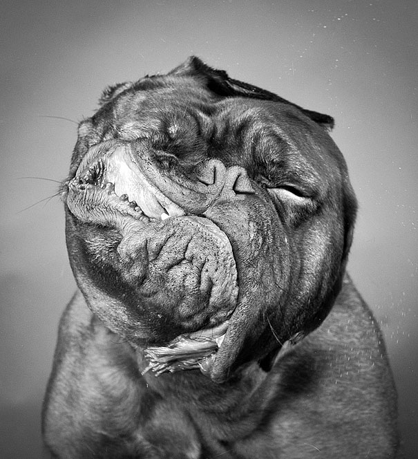 Shake: Dogs Caught In Motion by Carli Davidson