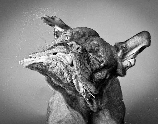 Shake: Dogs Caught In Motion by Carli Davidson