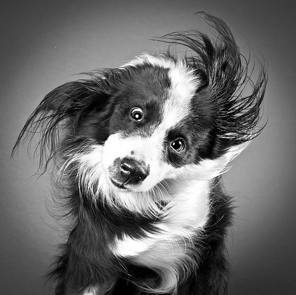 Shake: Dogs Caught In Motion by Carli Davidson