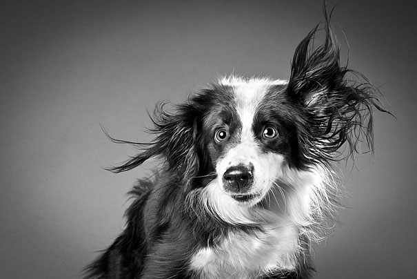 Shake: Dogs Caught In Motion by Carli Davidson
