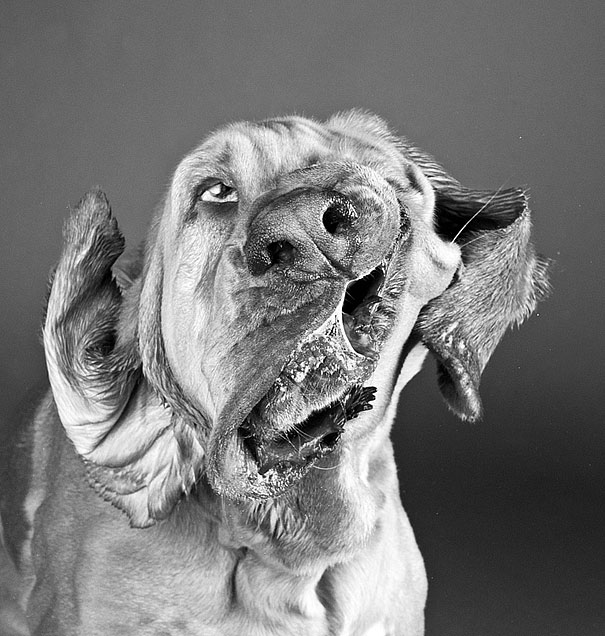 Shake: Dogs Caught In Motion by Carli Davidson