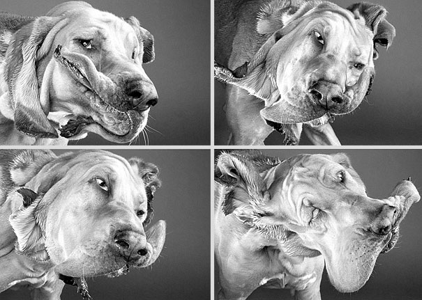 Shake: Dogs Caught In Motion by Carli Davidson