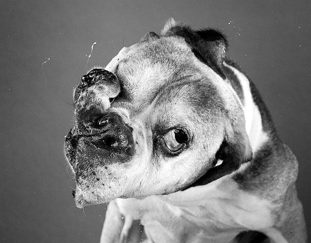 Shake: Dogs Caught In Motion by Carli Davidson