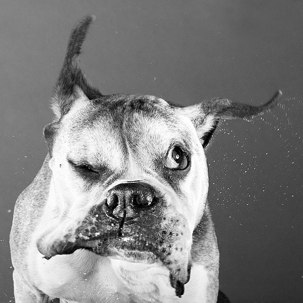 Shake: Dogs Caught In Motion by Carli Davidson