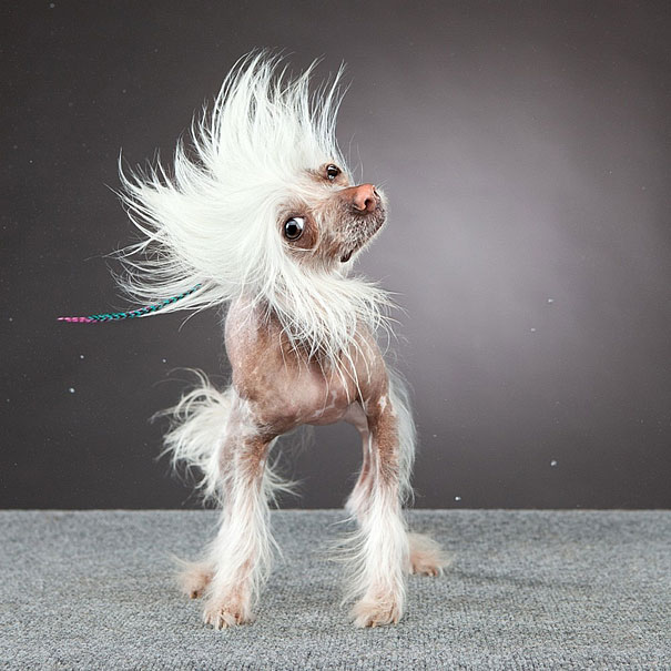 Shake: Dogs Caught In Motion by Carli Davidson