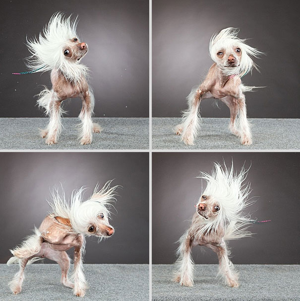 Shake: Dogs Caught In Motion by Carli Davidson