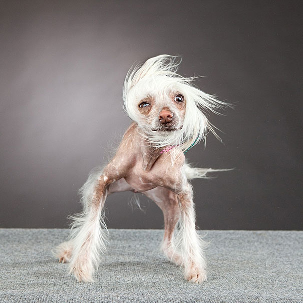Shake: Dogs Caught In Motion by Carli Davidson