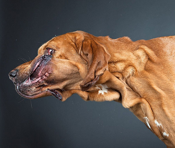 Shake: Dogs Caught In Motion by Carli Davidson