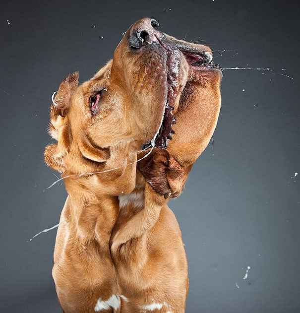 Shake: Dogs Caught In Motion by Carli Davidson