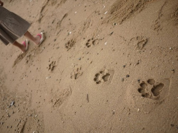 Cat&#8217;s Paw Wooden Sandals