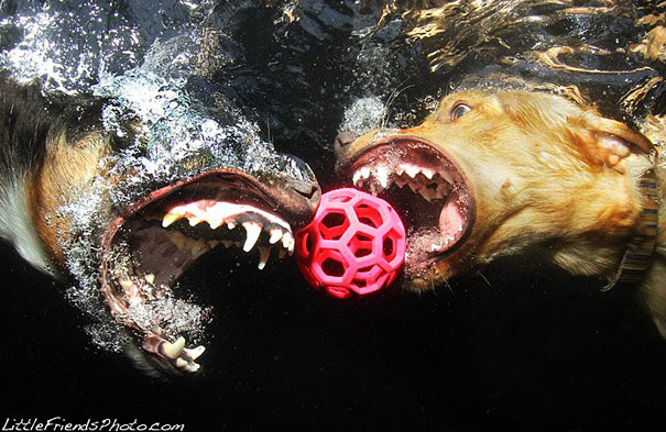 Underwater Dogs by Seth Casteel