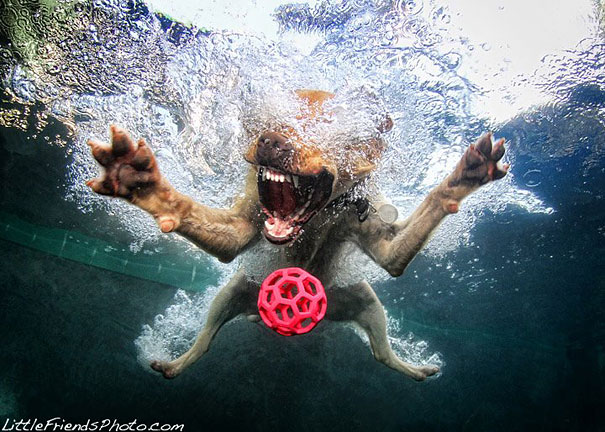 Underwater Dogs by Seth Casteel
