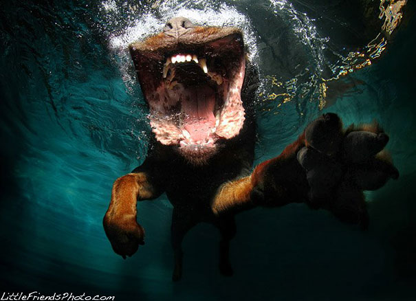 Underwater Dogs by Seth Casteel