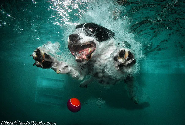 Underwater Dogs by Seth Casteel
