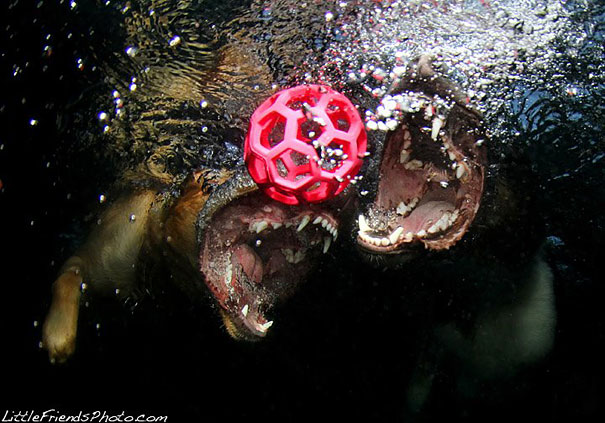 Underwater Dogs by Seth Casteel