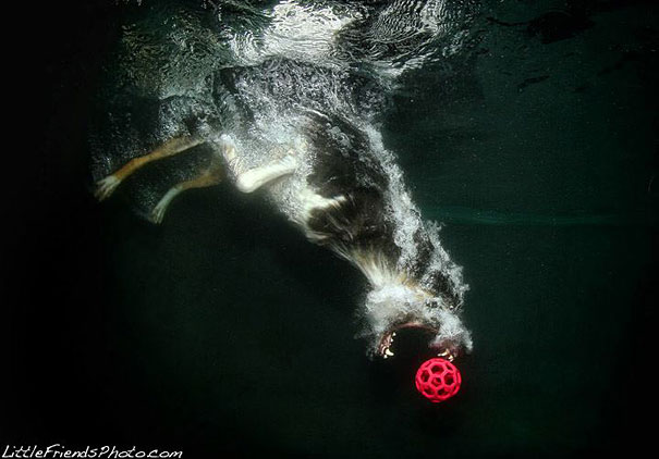 Underwater Dogs by Seth Casteel