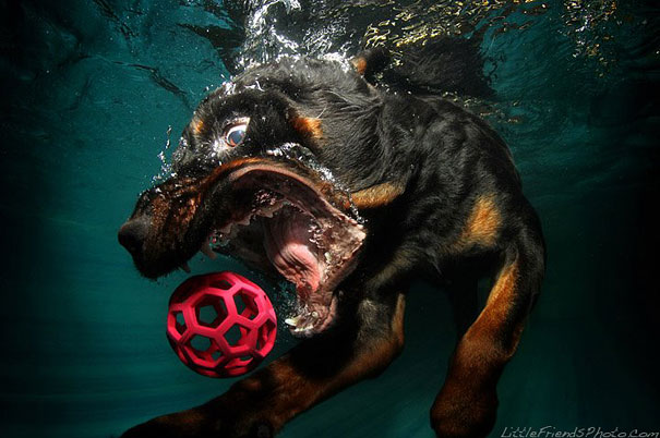 Underwater Dogs by Seth Casteel