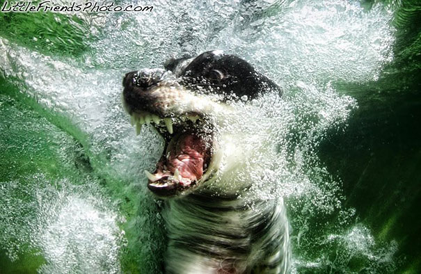 Underwater Dogs by Seth Casteel
