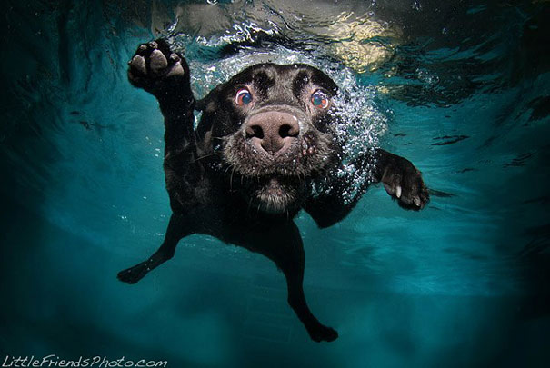 Underwater Dogs by Seth Casteel