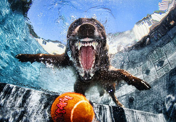 Underwater Dogs by Seth Casteel