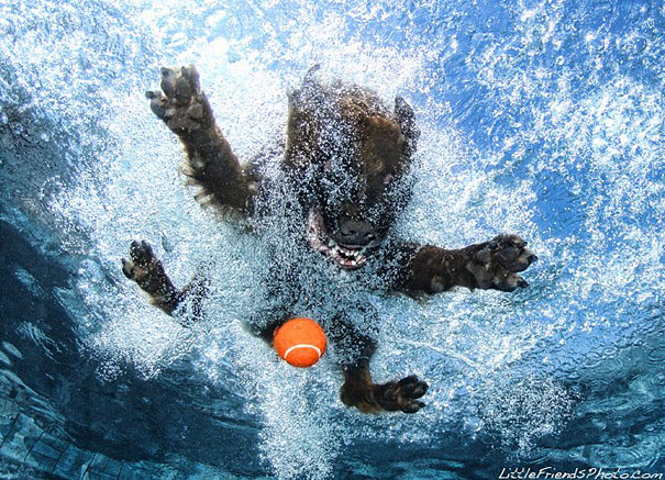 Underwater Dogs by Seth Casteel