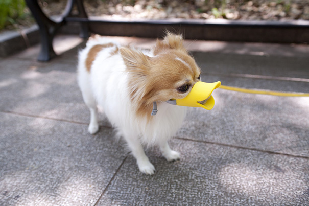 Quack: A Duck-Billed Protective Muzzle For Dogs