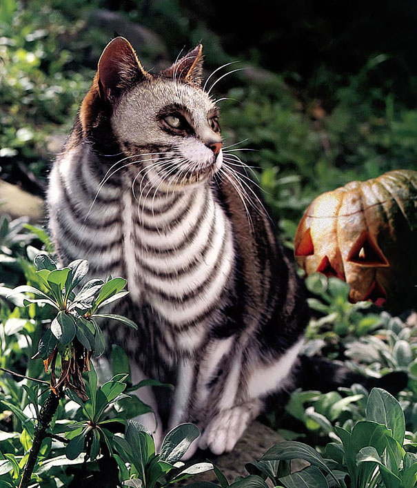 Controversial Pictures of Painted Cats