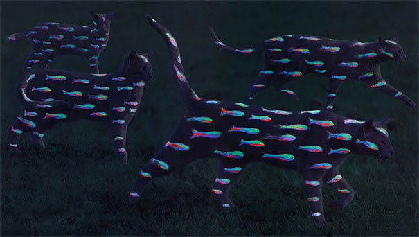Controversial Pictures of Painted Cats