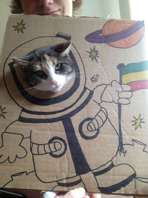 Cats Photographed in Cardboard Costumes