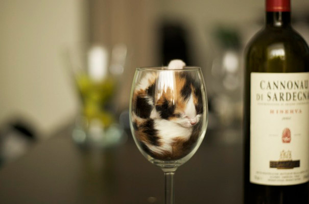 15 Proofs That Cats Are Liquids