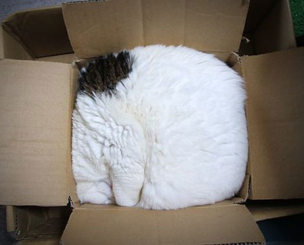 15 Proofs That Cats Are Liquids