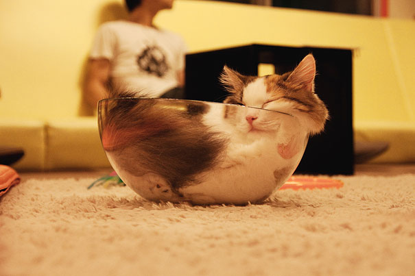 15 Proofs That Cats Are Liquids