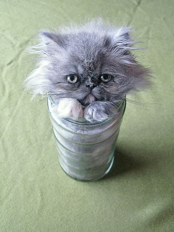 15 Proofs That Cats Are Liquids