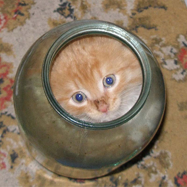 15 Proofs That Cats Are Liquids
