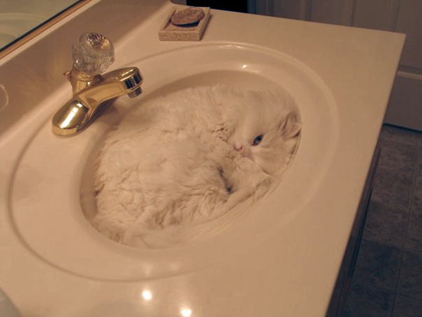 15 Proofs That Cats Are Liquids