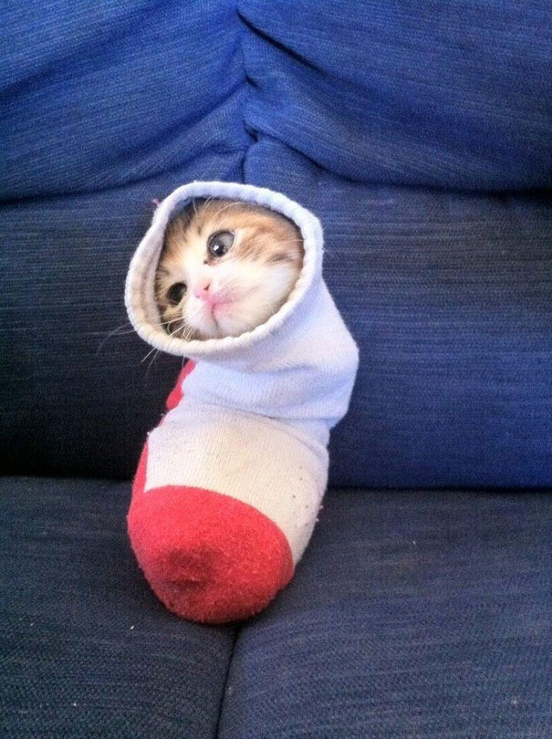 15 Proofs That Cats Are Liquids