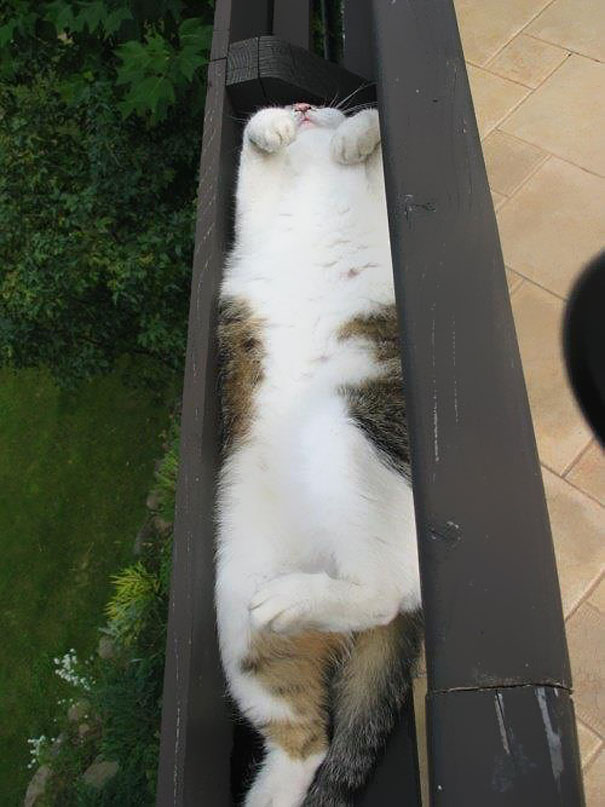 15 Proofs That Cats Are Liquids