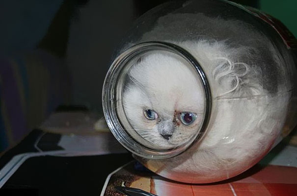 15 Proofs That Cats Are Liquids
