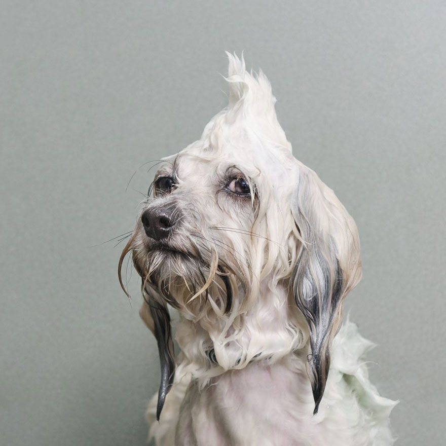 Wet Dog: Adorable Portraits Of Bathing Dogs by Sophie Gamand
