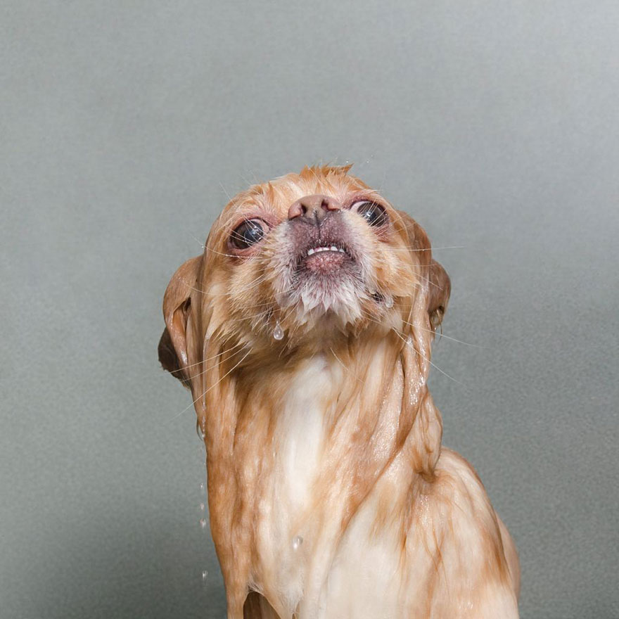 Wet Dog: Adorable Portraits Of Bathing Dogs by Sophie Gamand