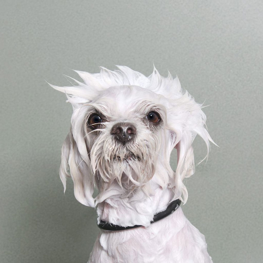 Wet Dog: Adorable Portraits Of Bathing Dogs by Sophie Gamand