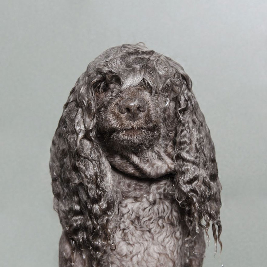 Wet Dog: Adorable Portraits Of Bathing Dogs by Sophie Gamand