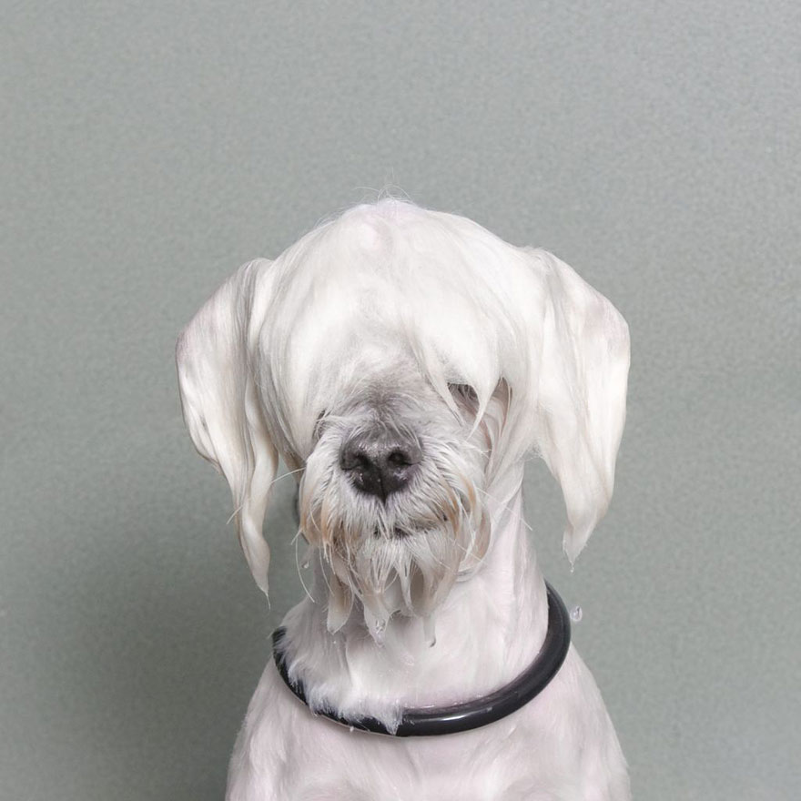 Wet Dog: Adorable Portraits Of Bathing Dogs by Sophie Gamand