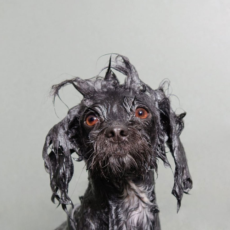 Wet Dog: Adorable Portraits Of Bathing Dogs by Sophie Gamand