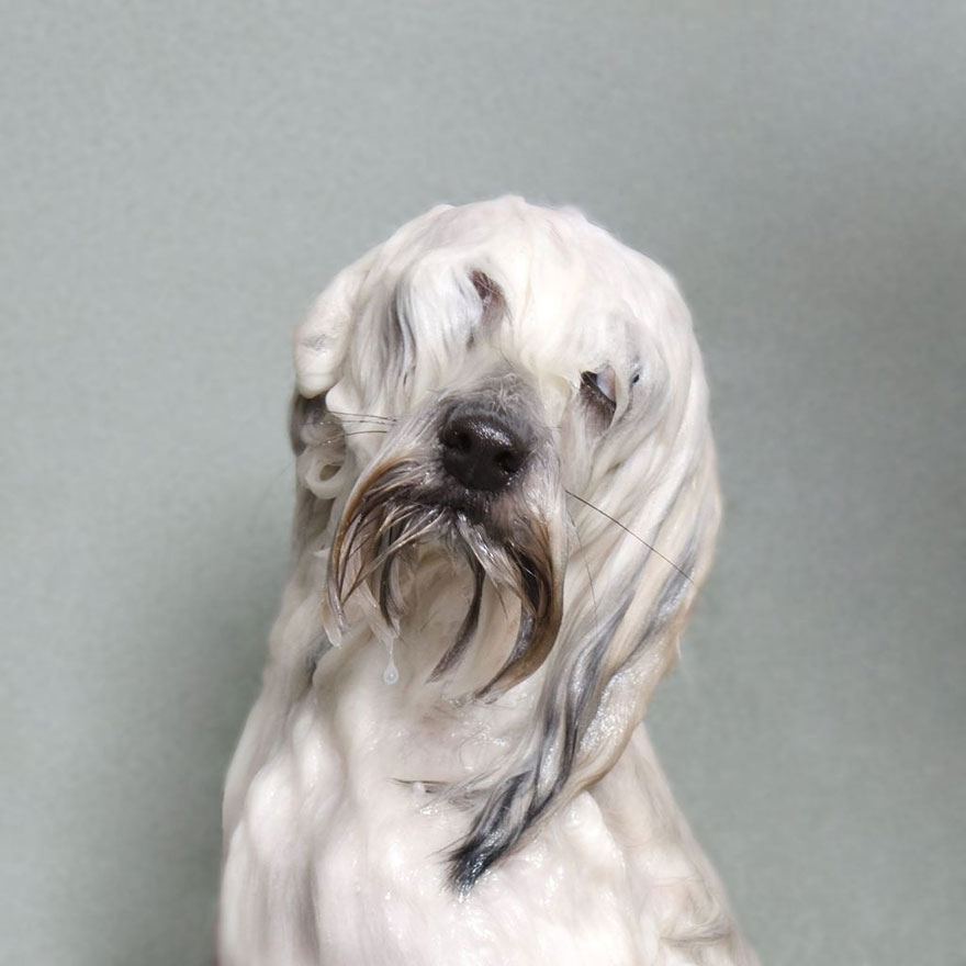 Wet Dog: Adorable Portraits Of Bathing Dogs by Sophie Gamand