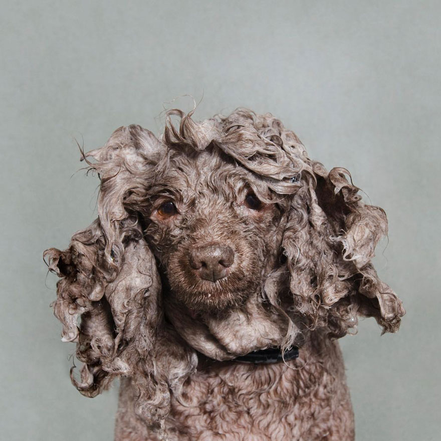Wet Dog: Adorable Portraits Of Bathing Dogs by Sophie Gamand