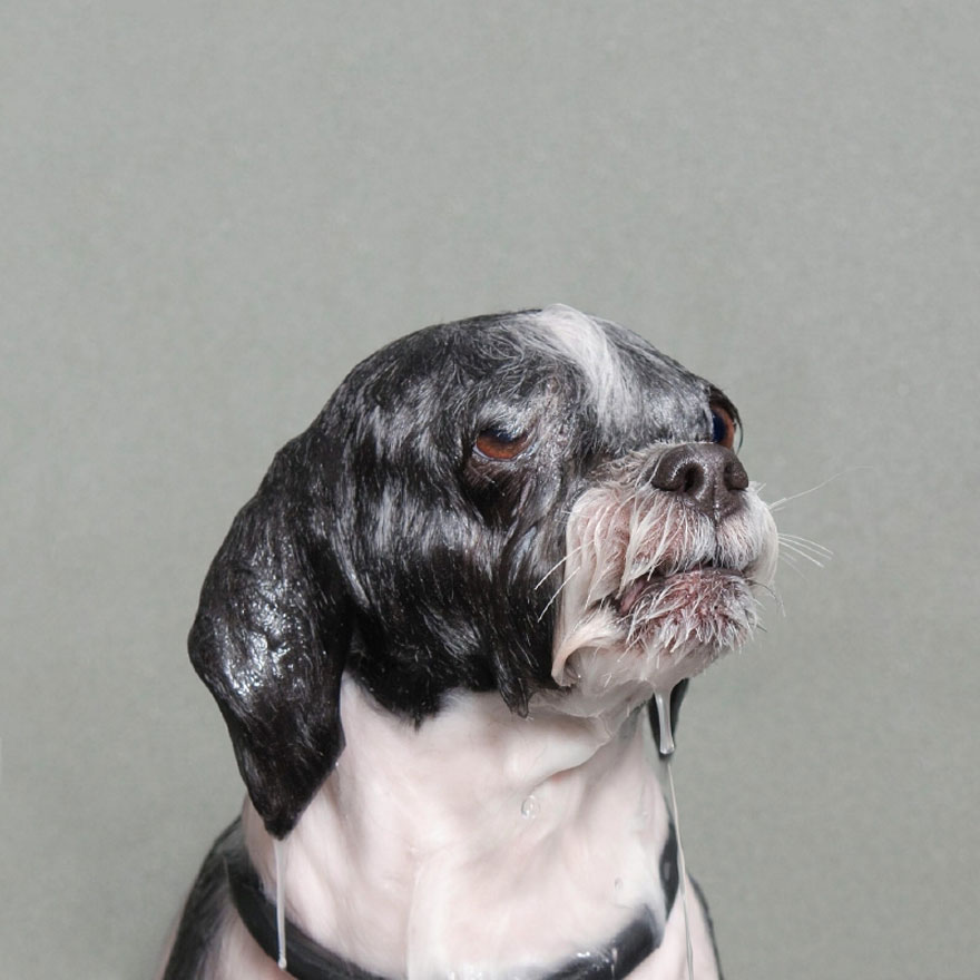 Wet Dog: Adorable Portraits Of Bathing Dogs by Sophie Gamand